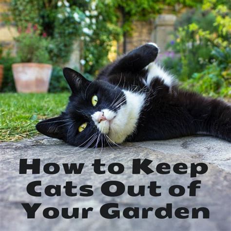 how to stop cats fouling your garden.